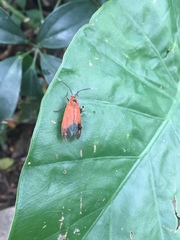Phauda flammans