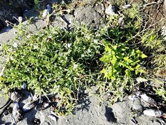 Cakile maritima maritima