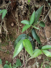 Tetrastigma hemsleyanum