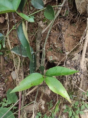 Tetrastigma hemsleyanum