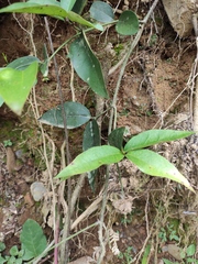 Tetrastigma hemsleyanum