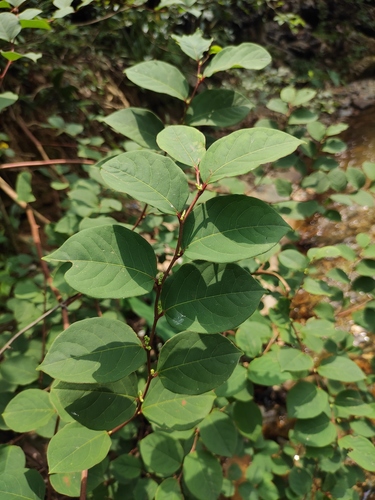 Fallopia forbesii iNat (1)