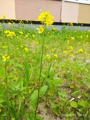 Rhamphospermum arvense