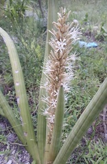 Sansevieria cylindrica