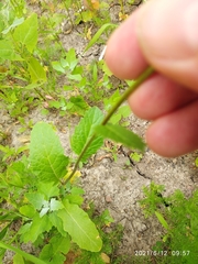 Rhamphospermum arvense