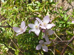 Boronia microphylla