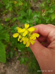 Rhamphospermum arvense