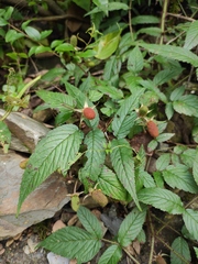 Rubus sumatranus