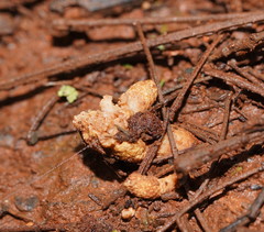 Cordyceps cranstounii