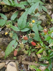 Rubus sumatranus