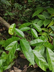 Derris fordii