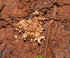 Cordyceps cranstounii