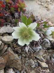 Anemone lithophila