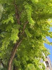 Pterocarpus indicus