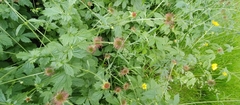 Geum urbanum
