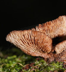 Lentinellus castoreus