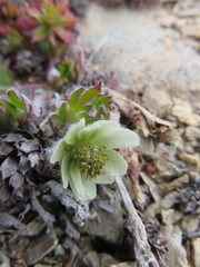 Anemone lithophila