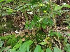 Polygonatum cyrtonema