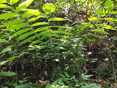 Polygonatum cyrtonema
