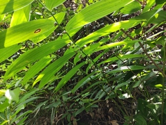 Polygonatum cyrtonema