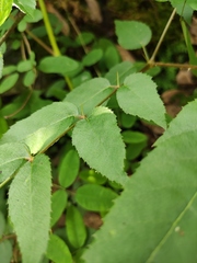 Aralia chinensis