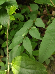 Aralia chinensis