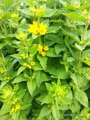 Lysimachia vulgaris
