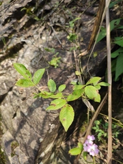 Rosa multiflora cathayensis