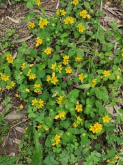Lysimachia tashiroi