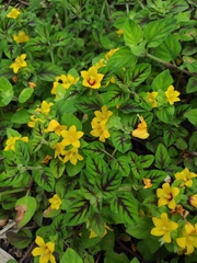 Lysimachia congestiflora
