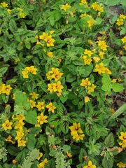Lysimachia congestiflora