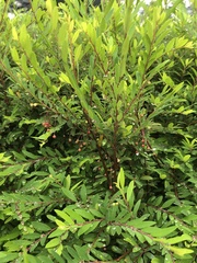 Phyllanthus myrtifolius