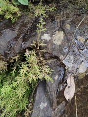 Selaginella heterostachys