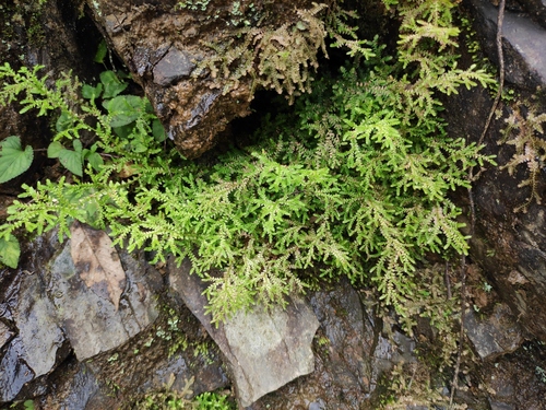 Selaginella heterostachys iNat (1)