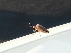 Euschistus servus euschistoides