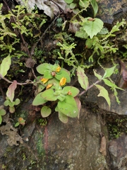 Lysimachia tashiroi