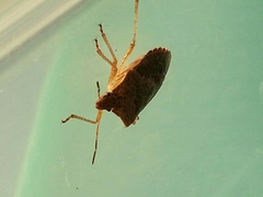 Euschistus servus euschistoides