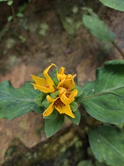 Lysimachia alfredii