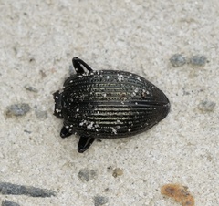 Adelium tenebrioides