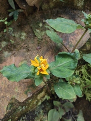 Lysimachia alfredii