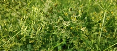 Anthriscus sylvestris