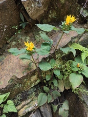 Lysimachia alfredii