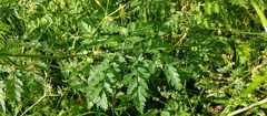 Anthriscus sylvestris