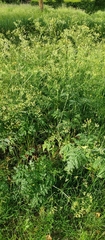 Anthriscus sylvestris