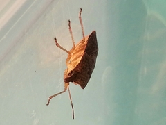 Euschistus servus euschistoides