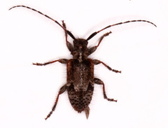 Exocentrus echinulus