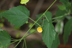 Sida cordata
