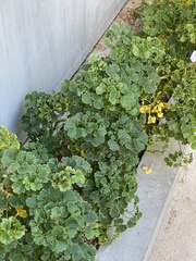 Polyscias guilfoylei