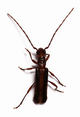 Ossibia fuscata