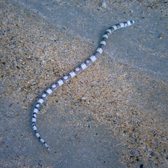 Leiuranus versicolor